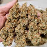 Auto-Power-Plant-Dutch-Passion-Seed-company-v2C