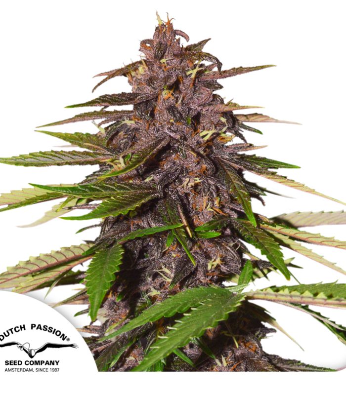 auto forbidden cherry-Dutch-Passion-Seed-company