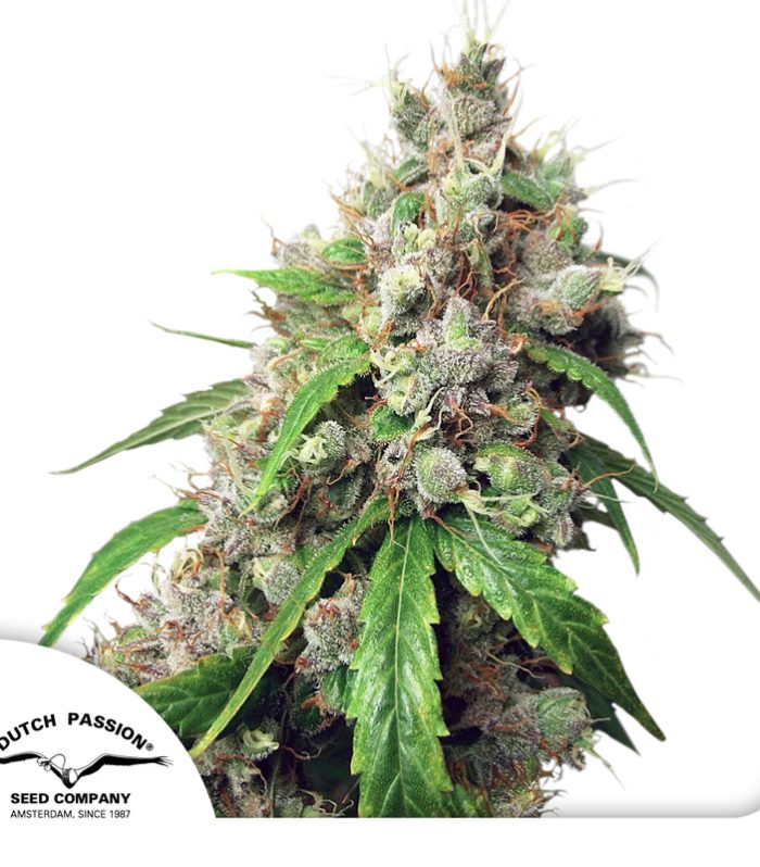 Auto-Euforia-Dutch-Passion-Seed-company