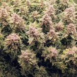 Auto-Euforia-Dutch-Passion-Seed-company-v2B