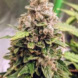 Auto-Euforia-Dutch-Passion-Seed-company-v2C